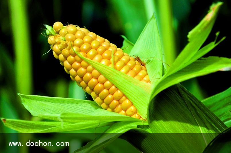 研究人員以異山梨醇制備聚氨酯丙烯酸酯樹脂，可用于紫外線固化涂料（難以置信）