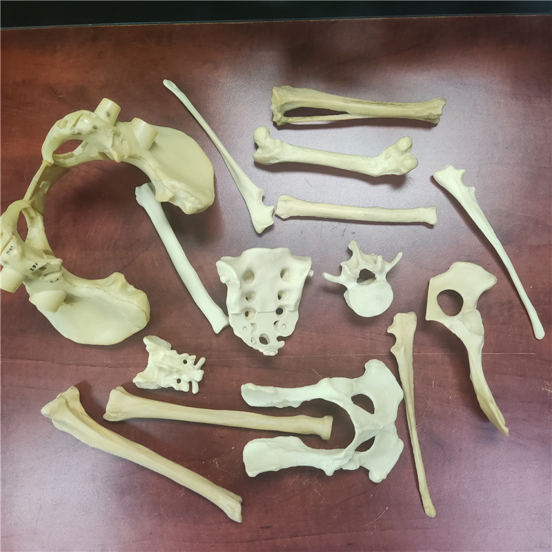 聚氨酯仿真人體骨骼