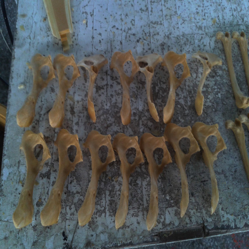 獸類貓狗動(dòng)物骨頭