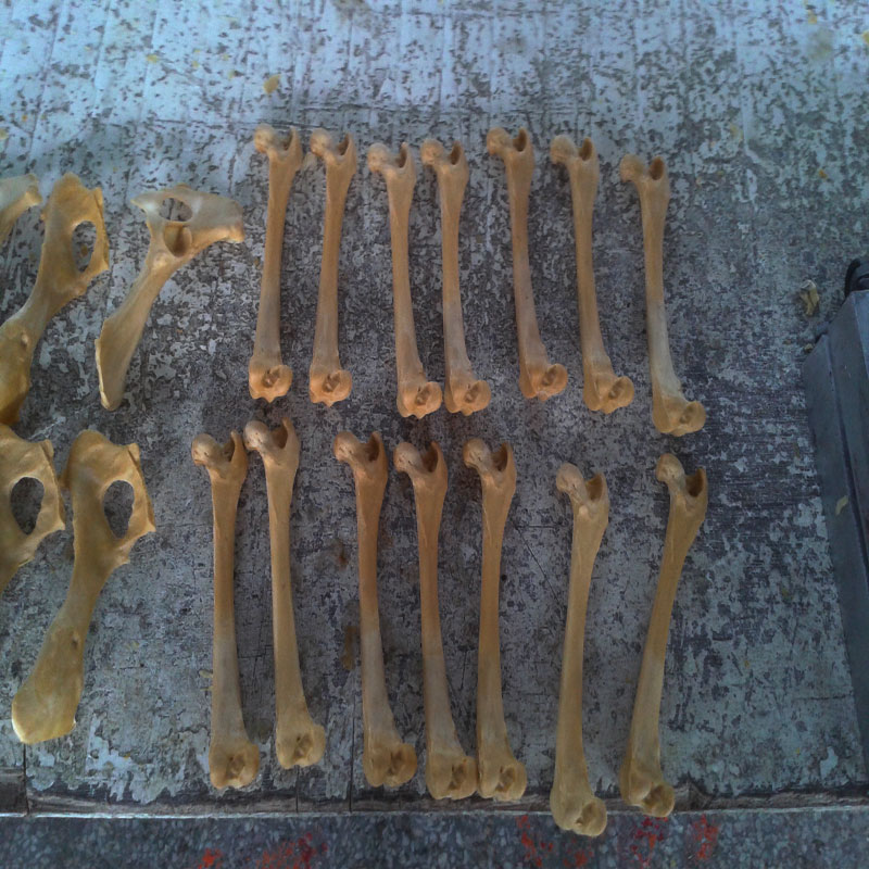 獸類貓狗動(dòng)物骨頭