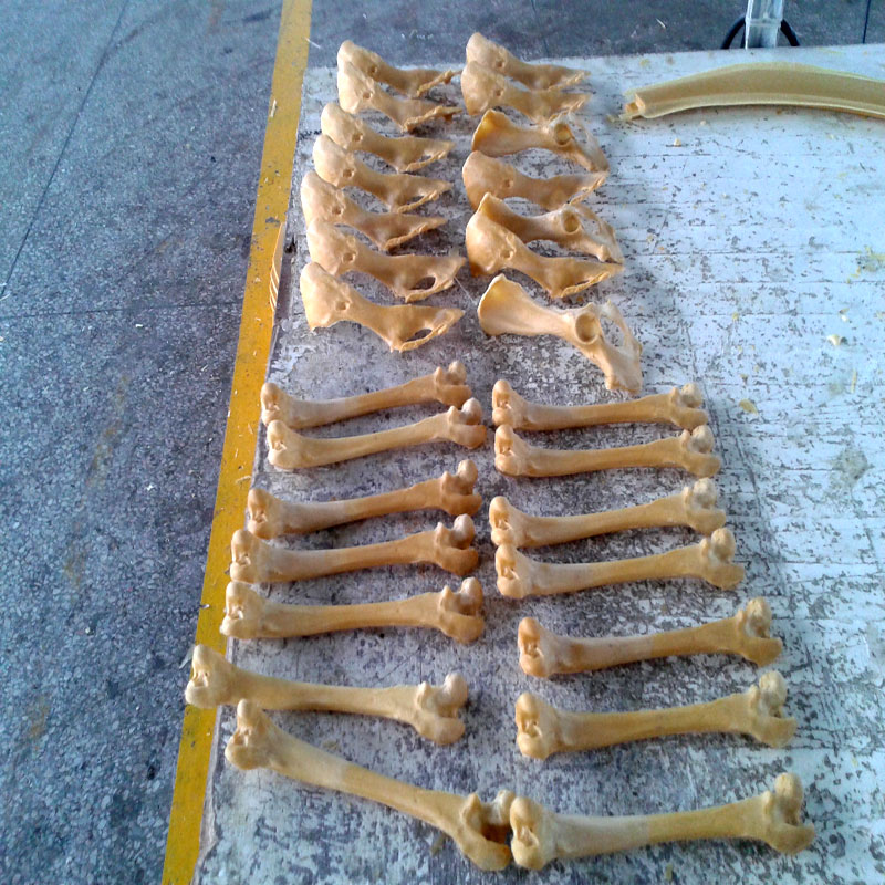 獸類貓狗動(dòng)物骨頭