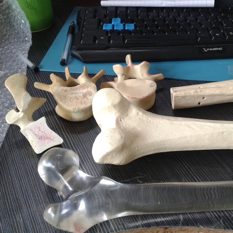 人體腳掌骨骼 人體腳掌骨骼