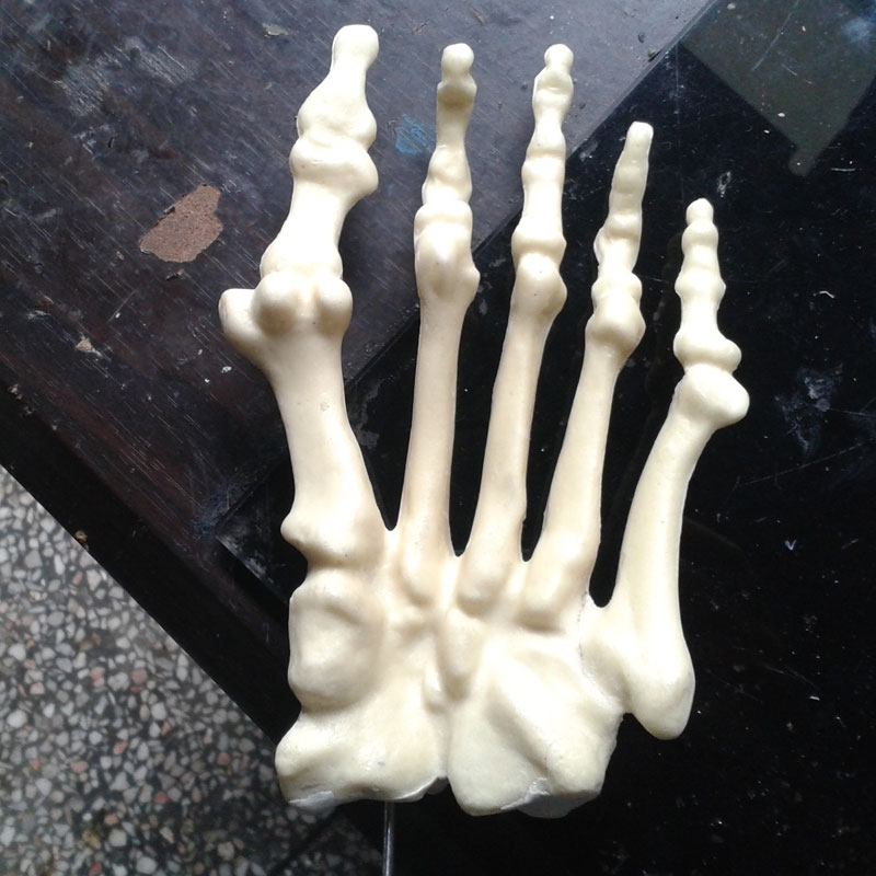 人體腳掌骨骼 人體腳掌骨骼