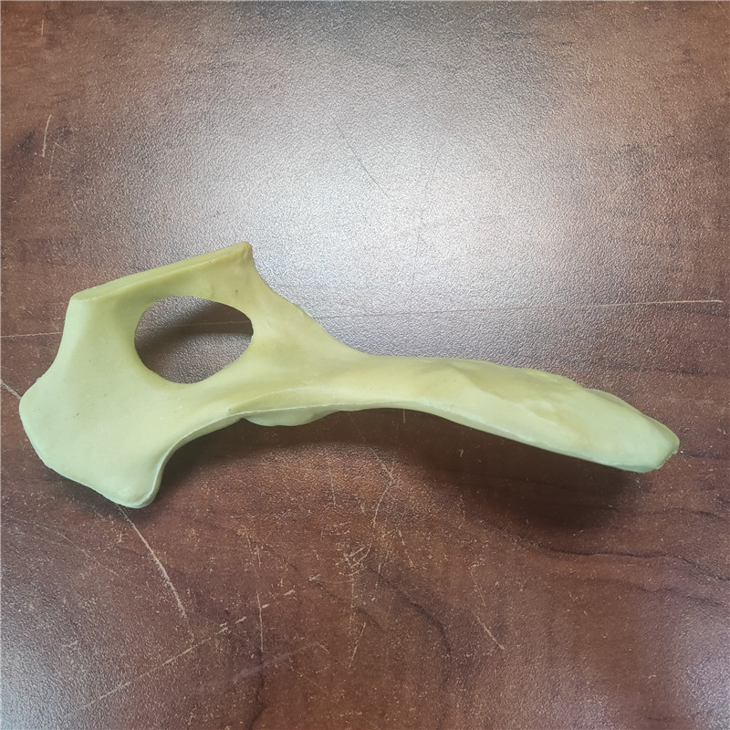 獸類貓狗動(dòng)物骨頭