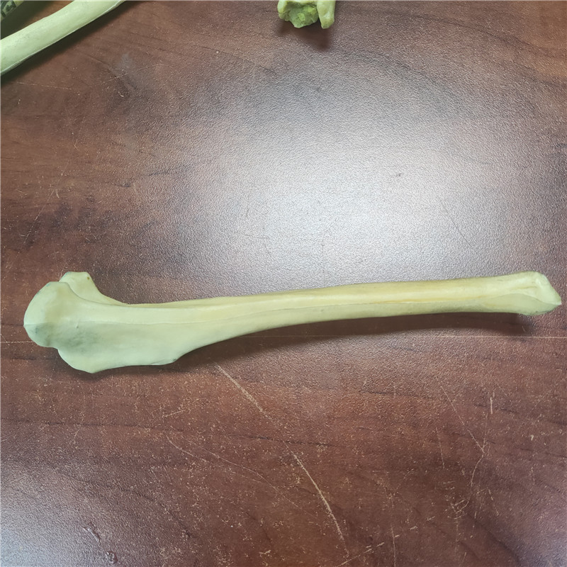 獸類貓狗動(dòng)物骨頭