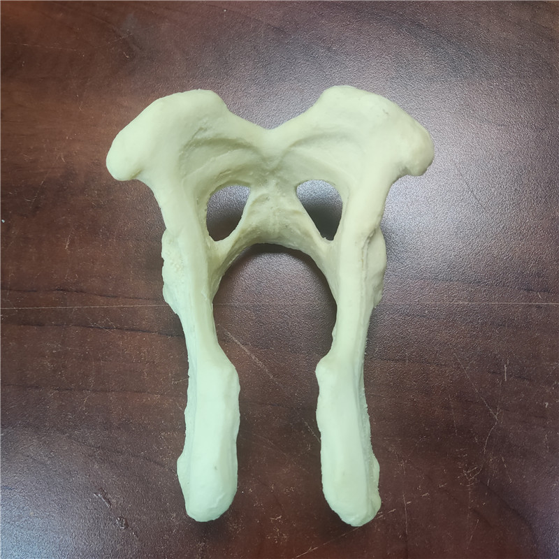 獸類貓狗動(dòng)物骨頭