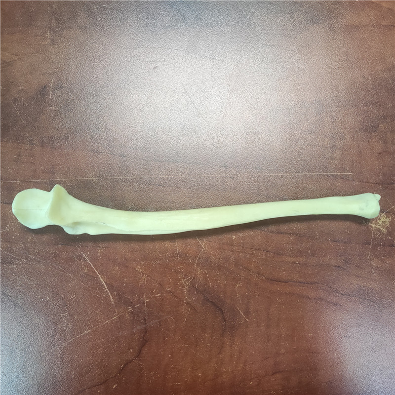 獸類貓狗動(dòng)物骨頭