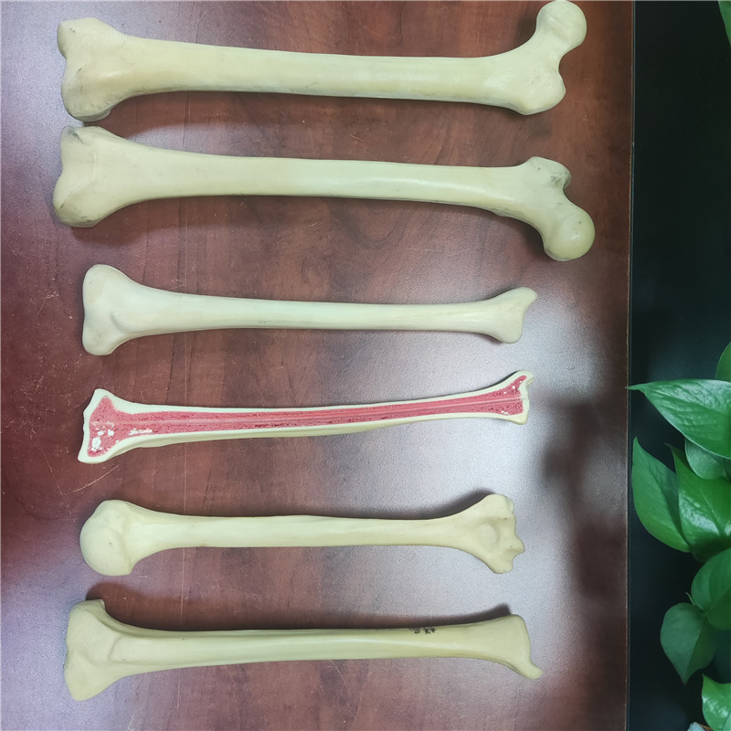 實(shí)驗(yàn)用人體骨頭模型