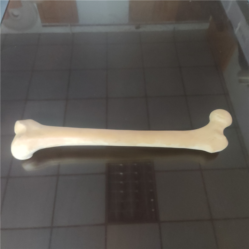 獸類貓狗動(dòng)物骨頭