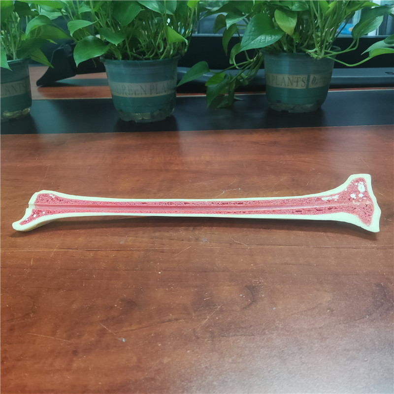 聚氨酯教學(xué)用仿真骨頭