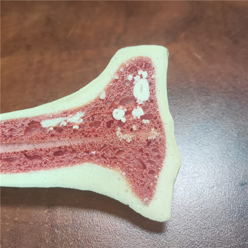 硬泡仿骨帶骨髓