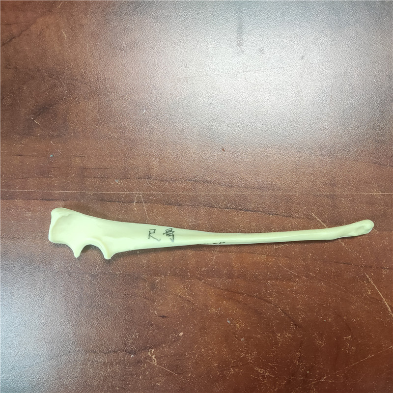 獸類貓狗動(dòng)物骨頭