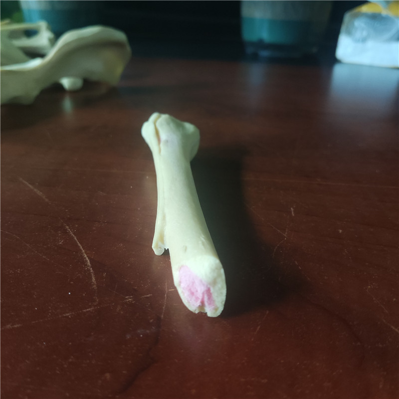 骨頭模型