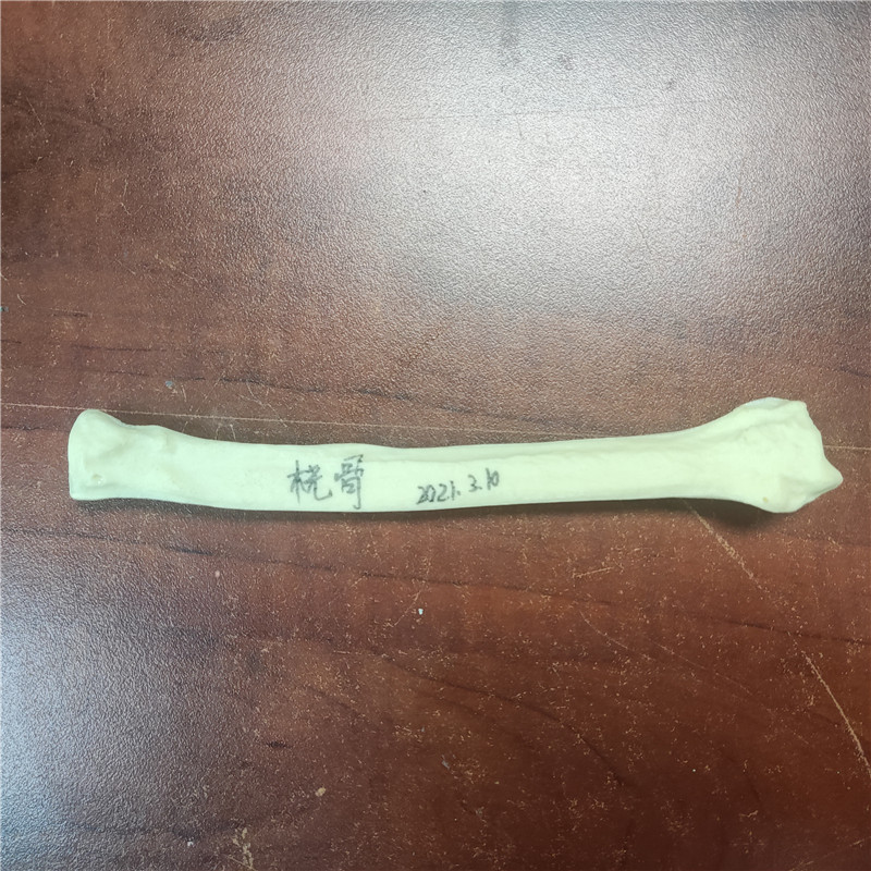 獸類貓狗動(dòng)物骨頭