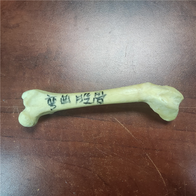 獸類貓狗動(dòng)物骨頭